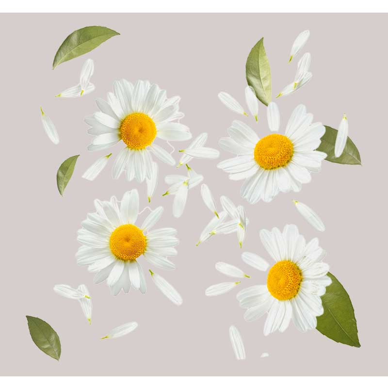 kamille-01 Kamille Blumen mit gelben Mitteln und weißen Blütenblättern, umgeben von Blättern und Blütenblättern, symbolisierend die beruhigenden Inhaltsstoffe des Purifying Tonic von RAU Cosmetics.